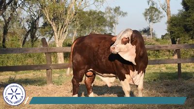 Lote TORO BRAFORD