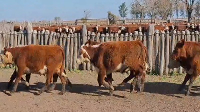 Lote 60 Terneros en Concordia - Entre Rios