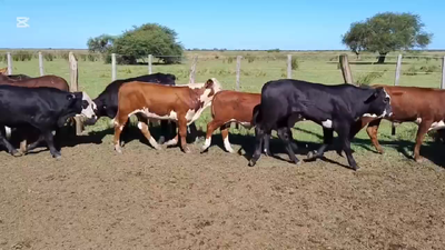 Lote 50 Terneros/as