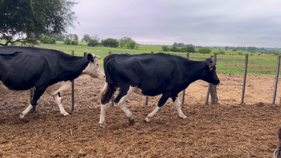 Lote VACAS DE INVERNADA