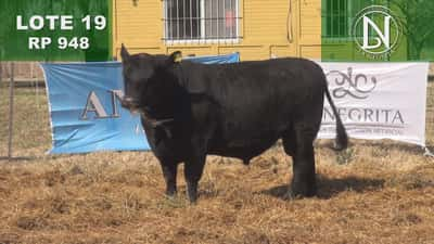 Lote TORO PC ANGUS NEGRO - RP 948