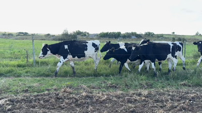 Lote NOVILLOS 1 a 2 AÑOS