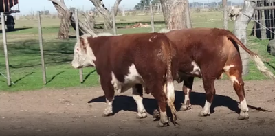 Lote 2 Toros en Soriano