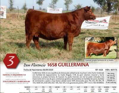 Lote VAQUILLONA