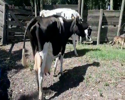 Lote 2 Vacas de Invernada HOLANDO 450kg - , San José