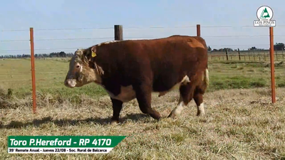 Lote TORO P. HEREFORD