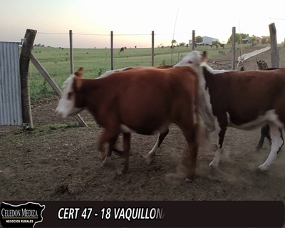 Lote (Vendido)18 Vaquillonas 1 a 2 años 9AAxHE,  6AAxHE,  2HE,  1AA 295kg -  en - CERRO CARMELO