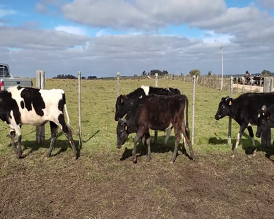 Lote 30 Terneros 16 HO, 6 KIWY, 2 JE, 1 HE X HO,  3 NO X HO,  1 AA ,  1 HO 172kg - , Soriano