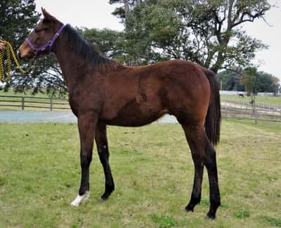 Lote ROCKERO Z