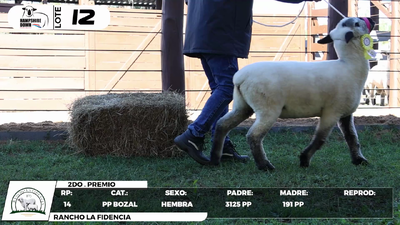 Lote LOTE 12- BOZAL