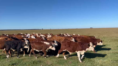 Lote 76 Terneros/as