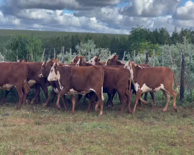 Lote 80 Vaquillonas en Posadas, Misiones