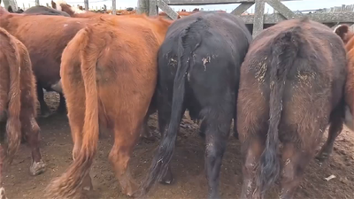 Lote 33 VACAS