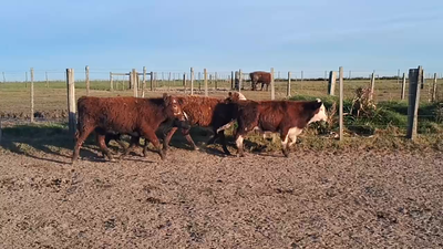 Lote 136 Terneros en Costas de Ayala, Treinta y Tres