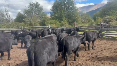 Lote 38 Ternera en Coyhaique, XI Región Aysén