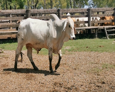 Lote Toro Reproductor