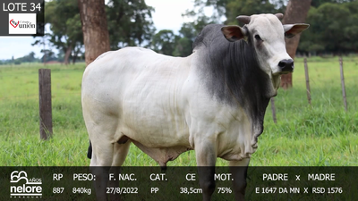 Lote LOTE 34