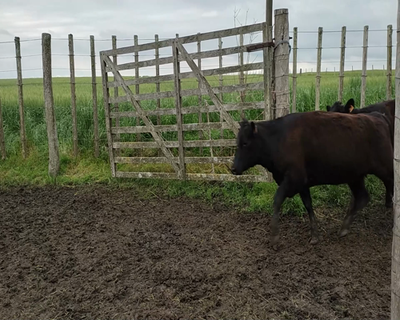 Lote 29 Terneras 28 AA,  1 RA 270kg - , Colonia