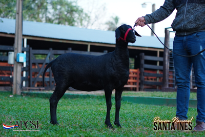 Lote Nacional Santa Inés Bozal - Lote 52