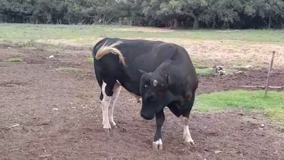 Lote TORO INDUSTRIA
