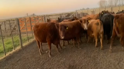 Lote 18 Vacas en Chivilcoy, Buenos Aires