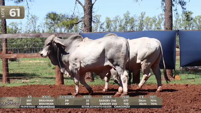 Lote LOTE 61
