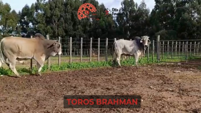 Lote Lote 28
