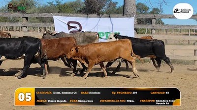 Lote Desm. Hembras C5