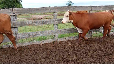 Lote 40 Novillitos