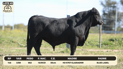 Lote LOTE 63