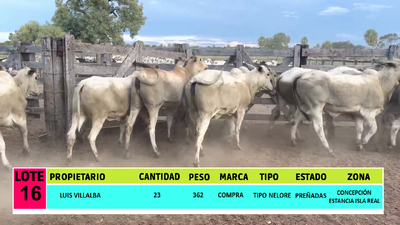 Lote LOTE 16 - 23 VAQUILLAS PREÑADAS CBO 0 - CBO 9