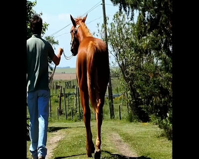 Lote LC VENEZIA
