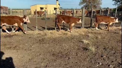 Lote TERNEROS Y TERNERAS