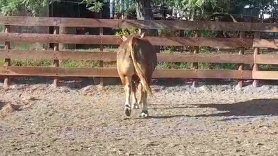 Lote TORO PI