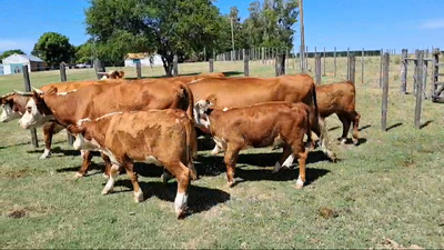 Lote PIEZAS DE CRIA