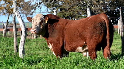 Lote 3 Toros POLLED HEREFORD, Montevideo