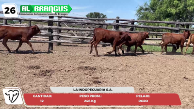 Lote LOTE 26