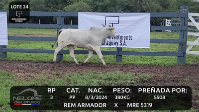 Lote LOTE 24