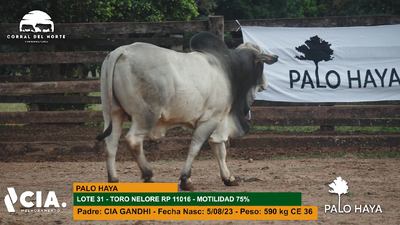 Lote 