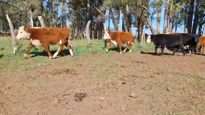 Lote TERNEROS