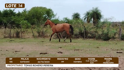 Lote LOTE 14- CAMPO
