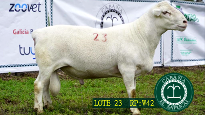 Lote RP W42