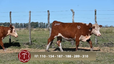  Lote 10 Vaq. 2-3 años preñadas