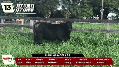 Lote LOTE 13