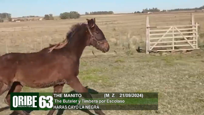 Lote Lote 63