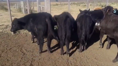 Lote TERNEROS
