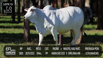 Lote LOTE 13