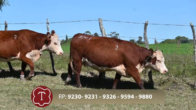  Lote 2 Vientres preñados
