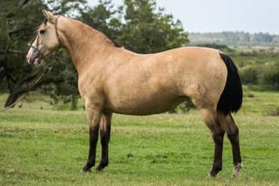 Lote CONSTANCIA MISTERIOSA 1229