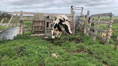 Lote Toros Holando 400kg -  en Ruta 3 km 120